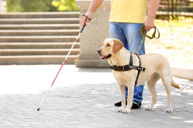 Rehber köpek yardım kör adam