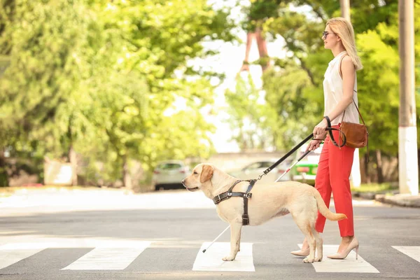Vodicí pes pomáhá slepá žena na přechodu pro chodce — Stock fotografie