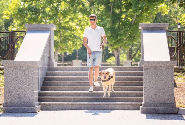 Perro guía ayudando a ciego — Foto de Stock