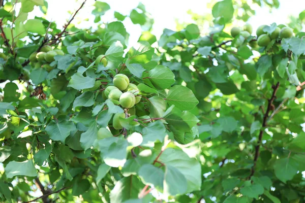 Güneşli gün bahçede yeşil kayısı ile şube