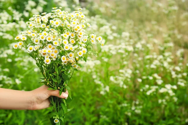 Woman holding beautiful bouquet of chamomiles on blurred background — Stock Photo, Image