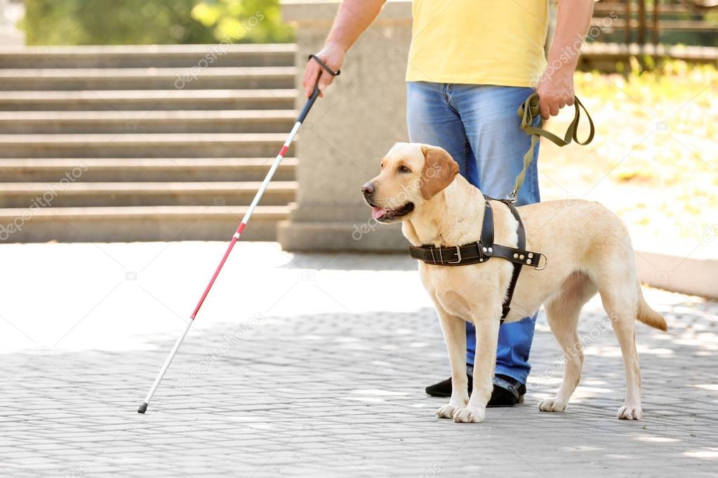 Guide dog helping blind man