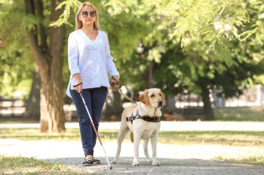 Kılavuz köpek parkta kör bir kadına yardım ediyor.