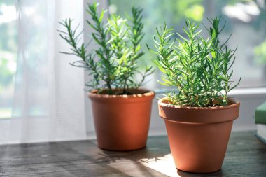 Homegrown rosemary ile tencere 