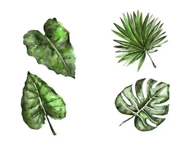 Different watercolor tropical leaves — Stock Photo, Image