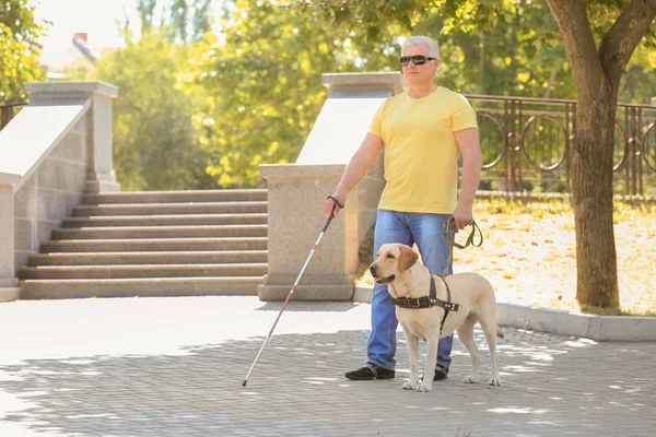 Vakvezető kutya segít vak ember a városban — Stock Fotó
