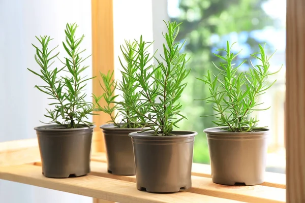 Pots with rosemary on table — Stock Photo, Image