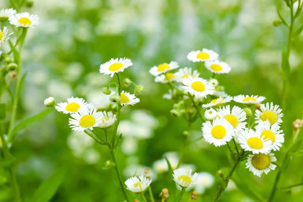 Mooie kamille bloemen in veld — Stockfoto