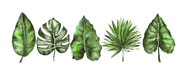 Different watercolor tropical leaves — Stock Photo, Image