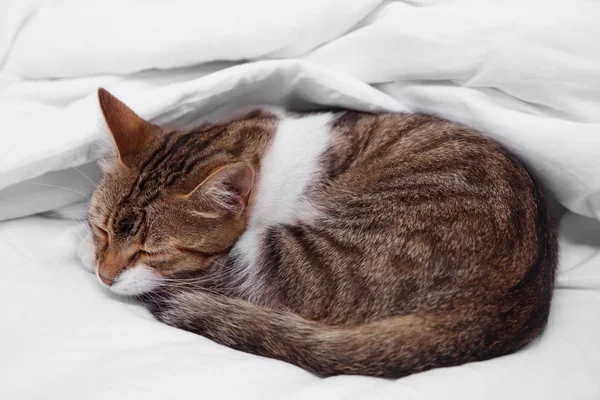 Cute cat relaxing on bed — Stock Photo, Image