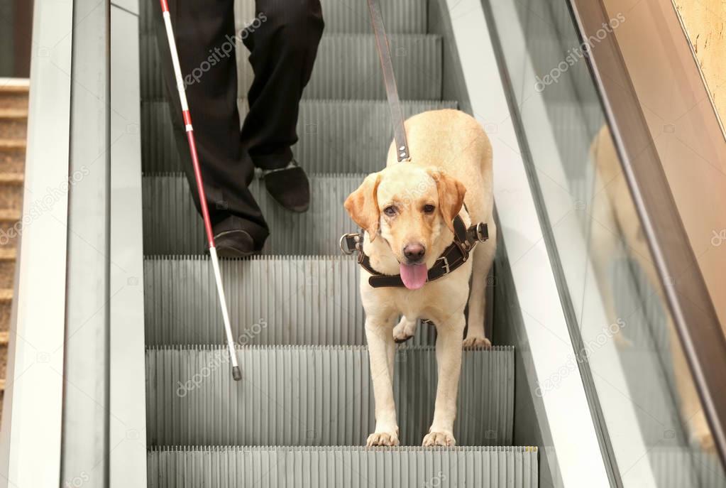 Blind man with guide dog on escalator