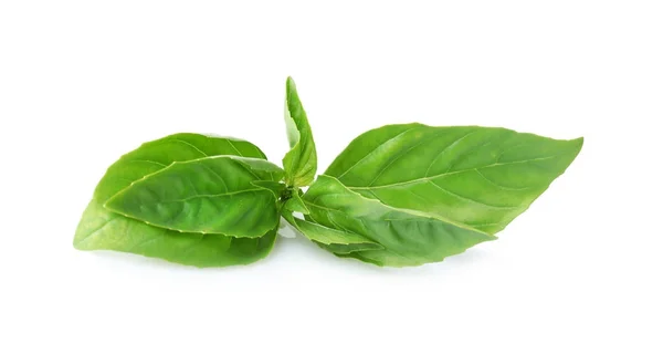 Fresh organic basil — Stock Photo, Image