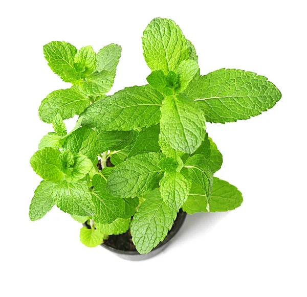 Fresh mint leaves — Stock Photo, Image