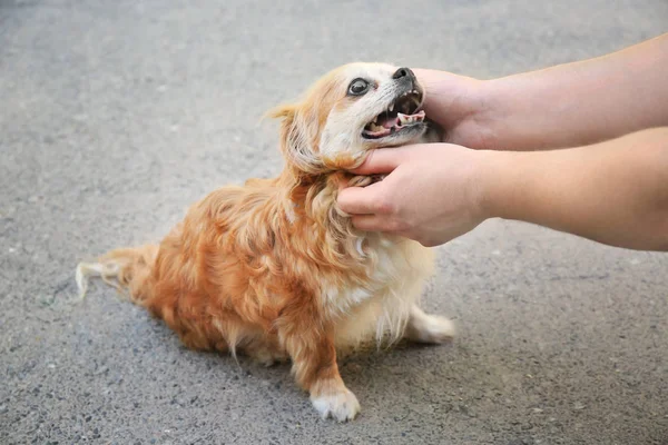 Homem acariciando cão sem-teto — Fotografia de Stock