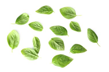 Organik taze fesleğen yaprağı 