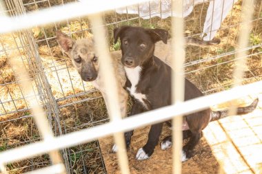 Yavru hayvan barınağında