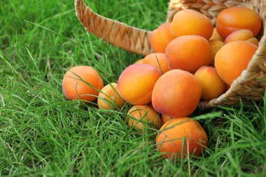 Taze kayısı sepeti 