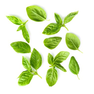 Organik taze fesleğen yaprağı 