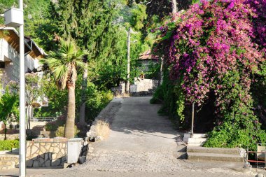 Şehrin güzel tropik bitkilerin görünümü