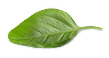  organik taze fesleğen 