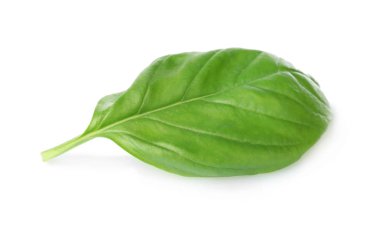  organik taze fesleğen 