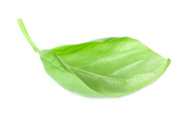  organik taze fesleğen 