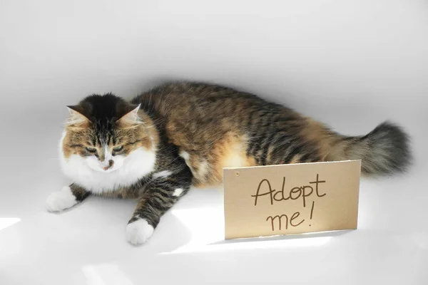 Fluffy cat and text ADOPT ME — Stock Photo, Image