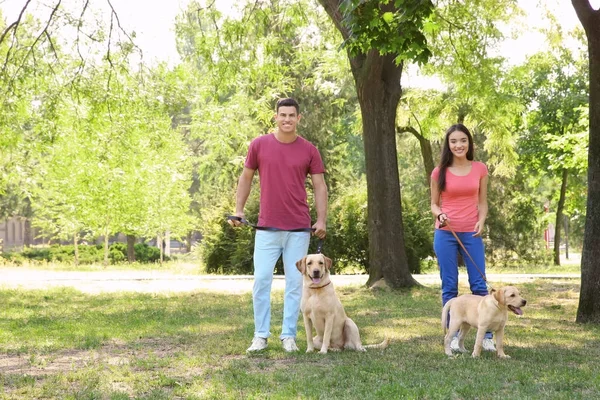 Junges Paar spaziert mit gelben Retrievern in Park — Stockfoto