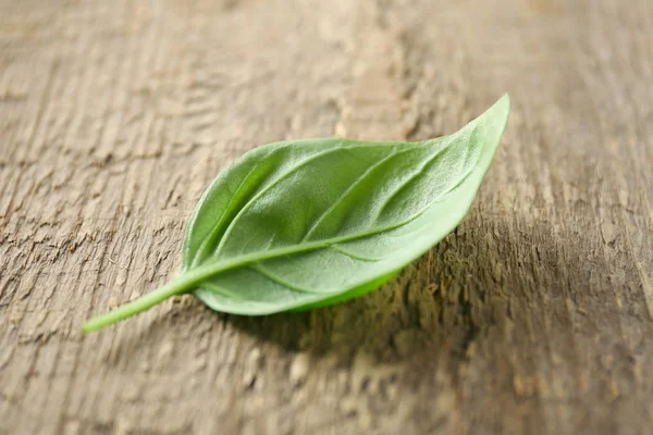  organik taze fesleğen 