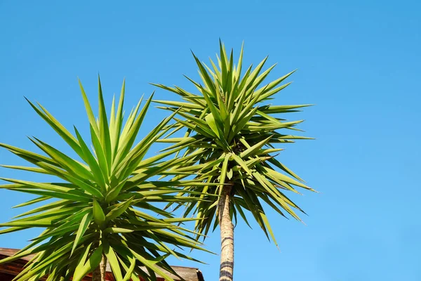 Beautiful tropical trees on blue sky background — Stock Photo, Image