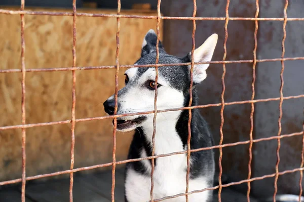 Hund im Tierheim — Stockfoto