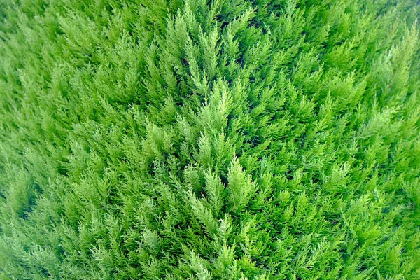아름 다운 녹색 나무 — 스톡 사진