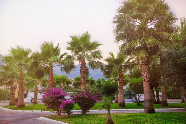 Тропические пальмы на курорте — стоковое фото