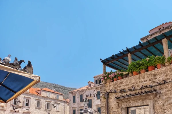 Vue de vieilles maisons en pierre avec des pigeons dans la ville historique — Photo