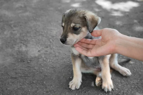 Kadın köpek yavrusu okşayarak — Stok fotoğraf