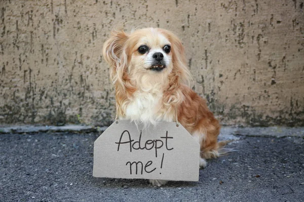 Obdachloser Hund und Text adoptieren mich — Stockfoto