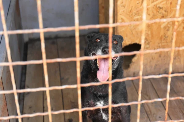 Perro en refugio de animales — Foto de Stock