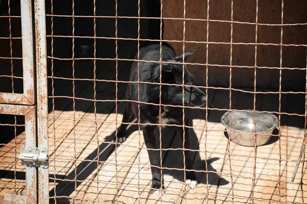 Hayvan barınağı, köpek — Stok fotoğraf