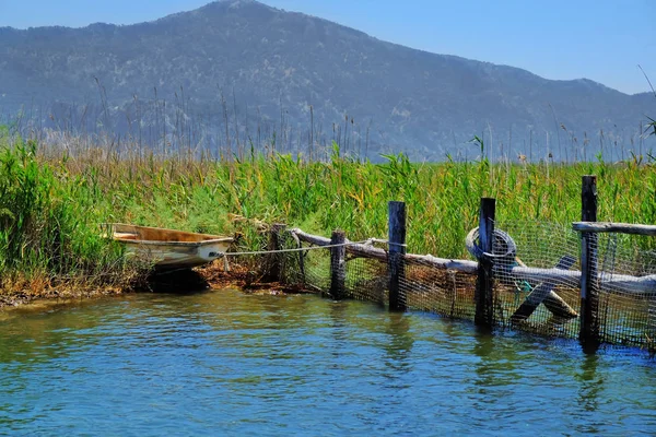 Old boat on river bank with dense reeds in sunny summer day — Stock Photo, Image