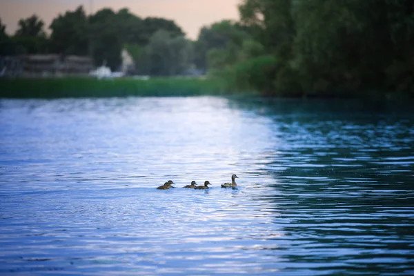 Belo rio com patos — Fotografia de Stock