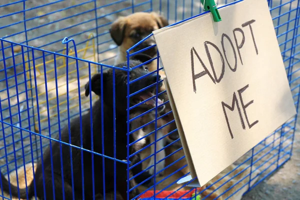 Cute homeless puppies in cage — Stock Photo, Image