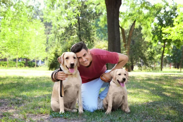 Giovane uomo che cammina con i recuperatori gialli nel parco — Foto Stock