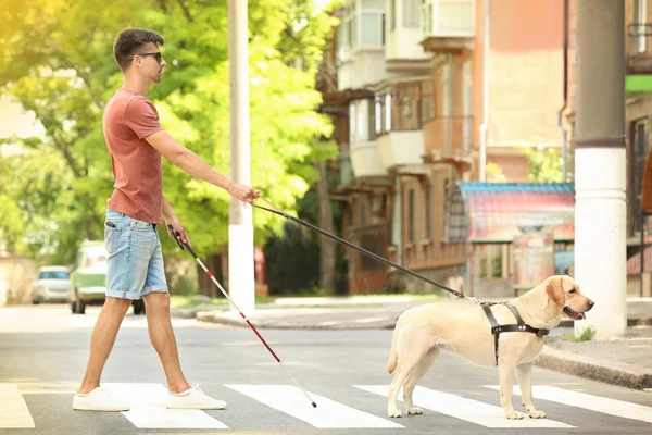 Guide dog helping blind man on pedestrian crossing — Stock Photo, Image