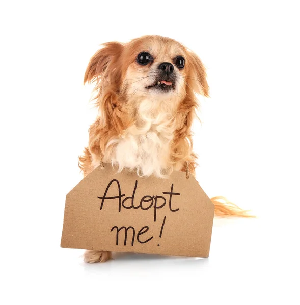 Dog and text ADOPT ME — Stock Photo, Image