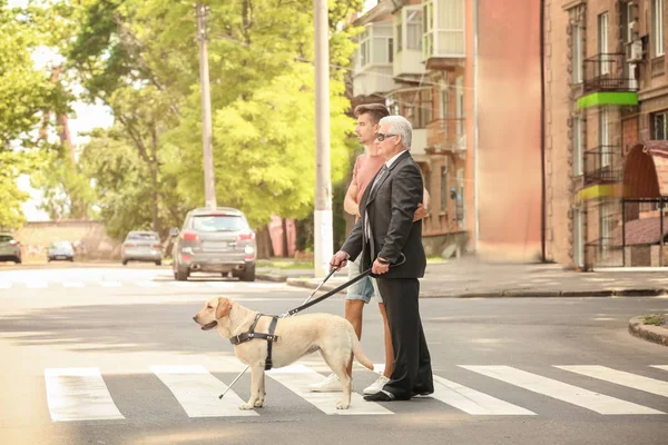 年轻男子帮助盲人与导盲犬在人行横道上 — 图库照片