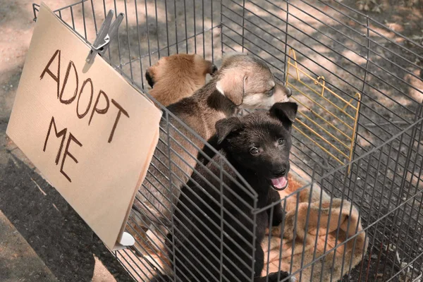 Puppies in cage and text ADOPT ME — Stock Photo, Image