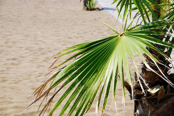 Blad van grote palm op strand in zonnige zomerdag — Stockfoto