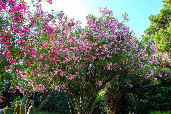 Hermosos arbustos florecientes con flores — Foto de Stock