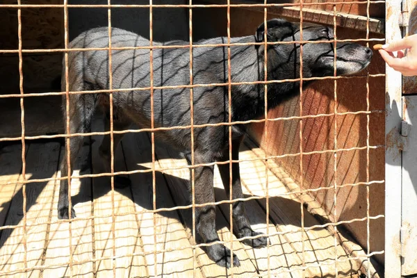 Кормление собак в приюте для животных — стоковое фото