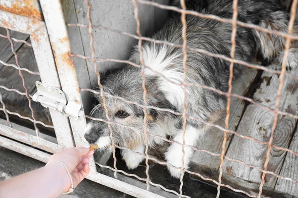 Vrijwilliger voeding hond bij dierenasiel — Stockfoto